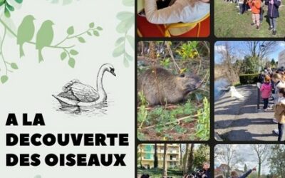 A la découverte des oiseaux en cycle II