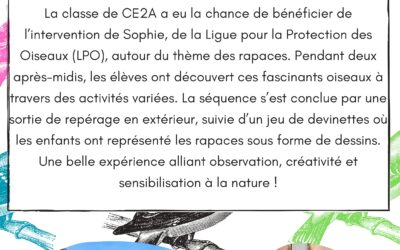 Découverte des rapaces