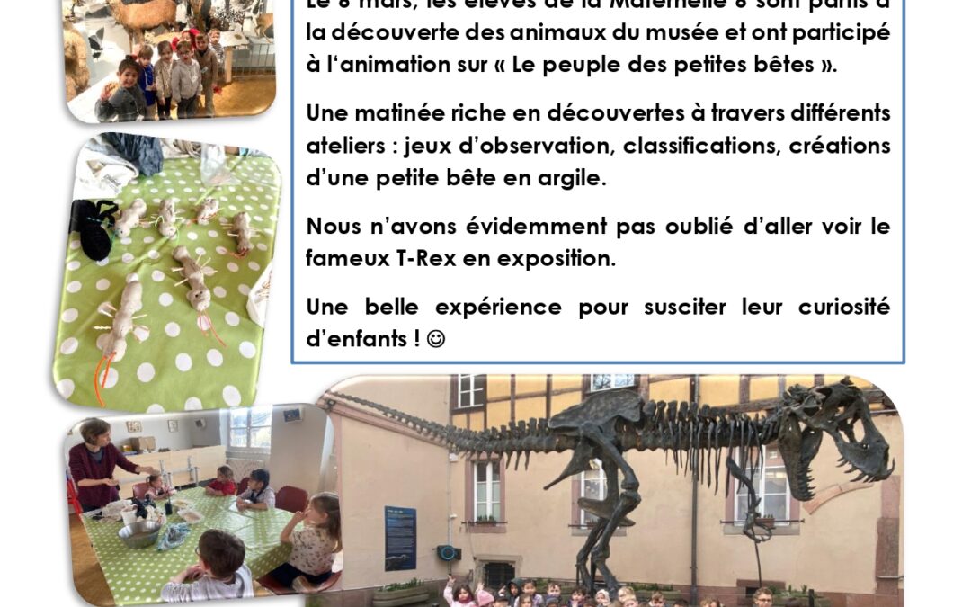 Découverte des animaux au musée d&rsquo;histoire naturelle de Colmar